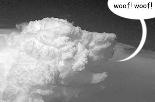 dog in the clouds