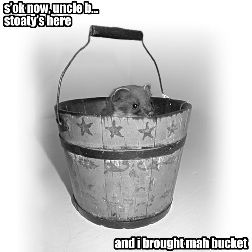 weasel in a bucket