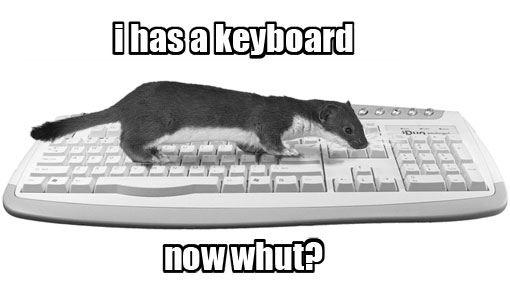 weasel on keyboard