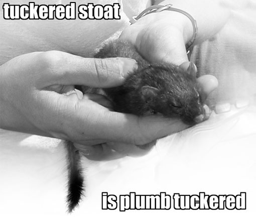 tuckered weasel