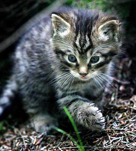 wildcat-kitten-wildwood2.jpg