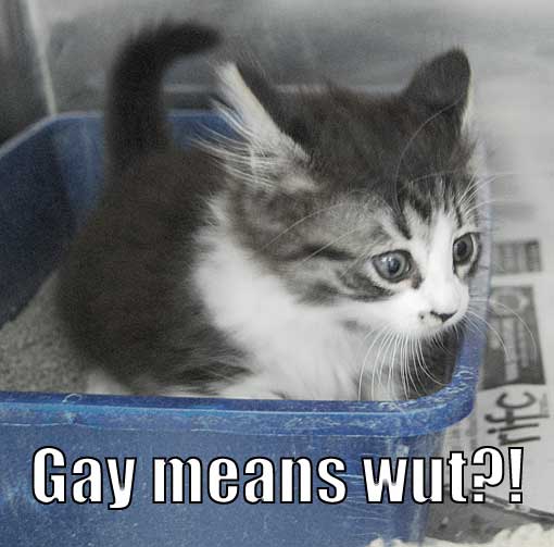 gay means wut?