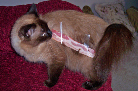 bacon cat
